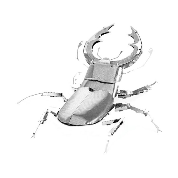 Fascinations: Stag Beetle