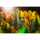 Photosynthesis Photosynthesis